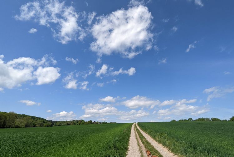 Ein Weg führt durch eine grüne Wiese in die Ferne, oben der blaue Himmel.