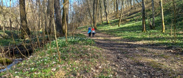 Zwei Kinder gehen auf einem Waldweg, die Bäume haben noch kaum Blätter, aber auf dem Boden blühen schon die Buschwindröschen.